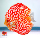 Checkerboard Pigeon Discus Fish Size 3.5"-4"